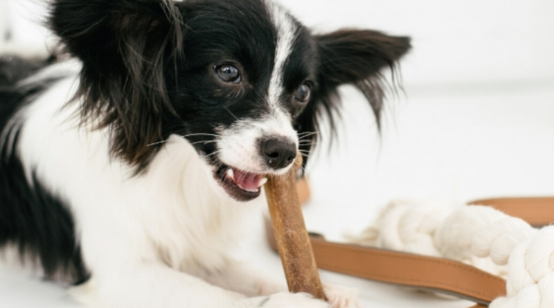 Como abrir uma padaria para cães